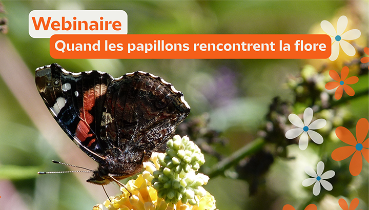 Quand les papillons rencontrent la flore